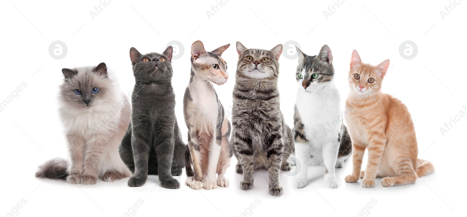 Image of Adorable cats on white background. Lovely pets