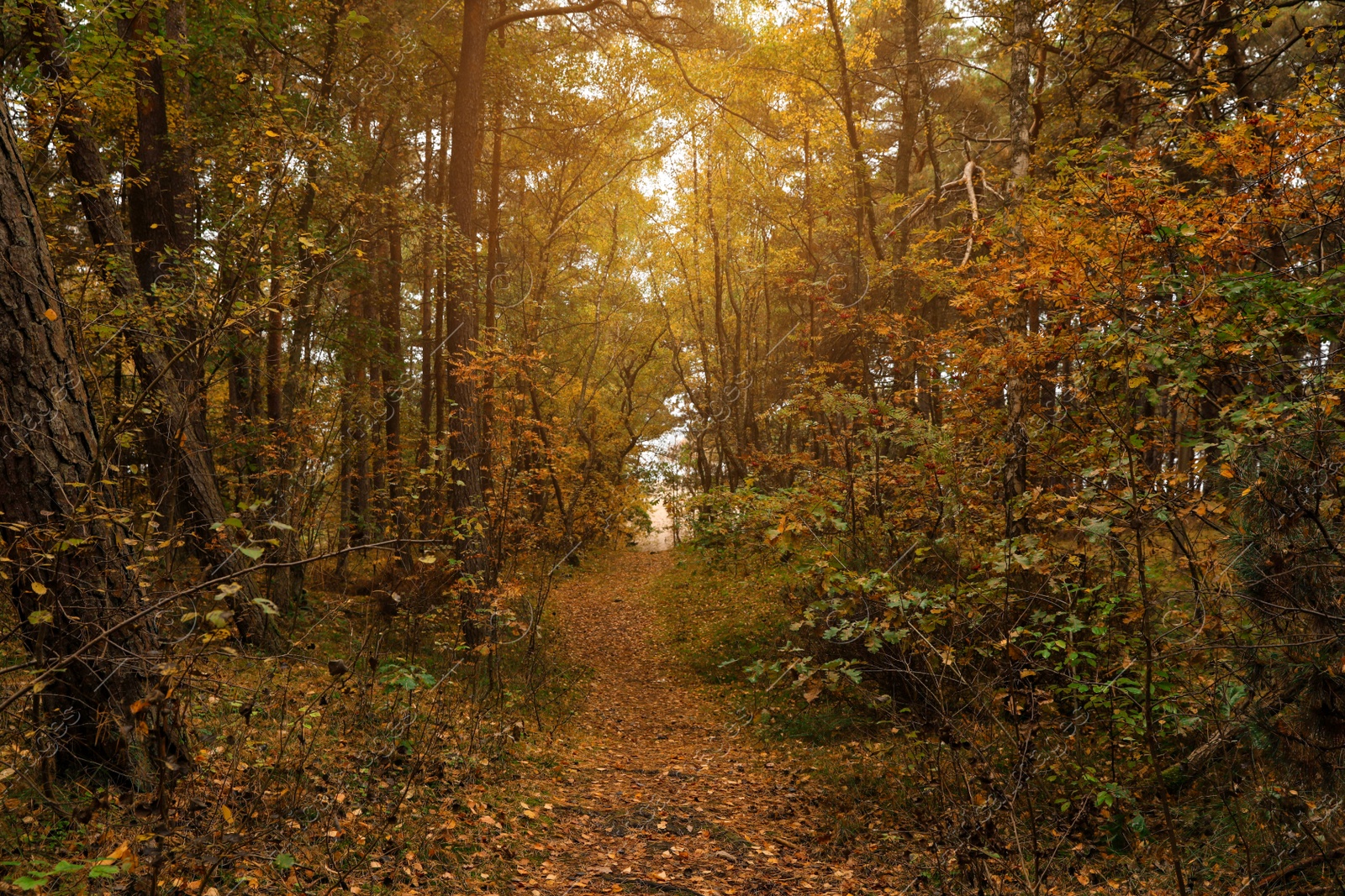 Photo of Pathway with many fallen leaves between beautiful trees in autumn park