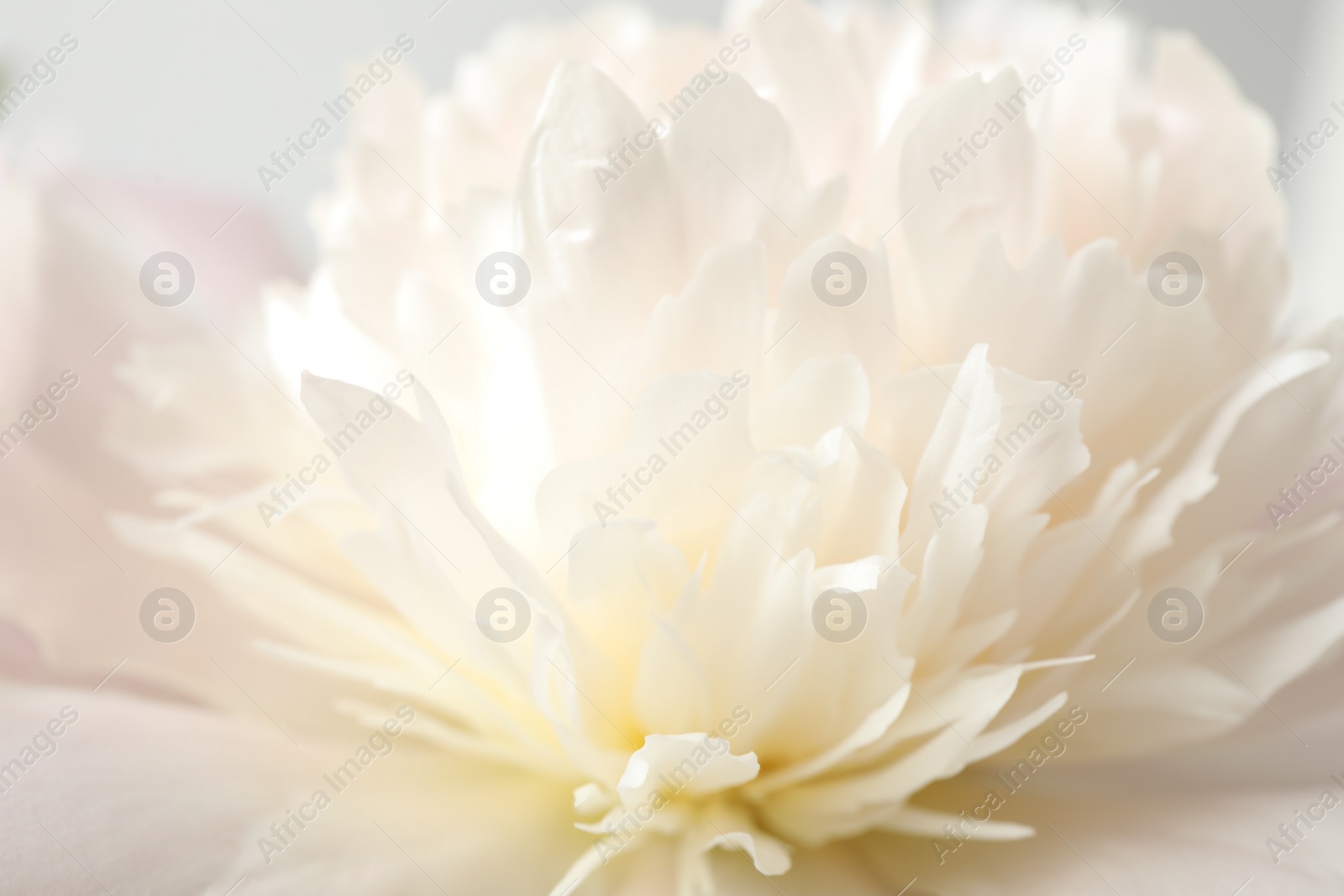 Photo of Beautiful blooming white peony as background, closeup