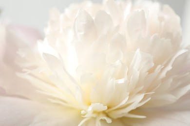 Beautiful blooming white peony as background, closeup