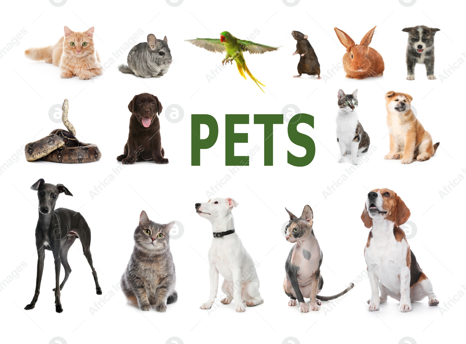 Image of Set of different pets on white background