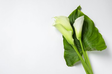 Photo of Beautiful calla lily flowers and leaf on white background, top view. Space for text