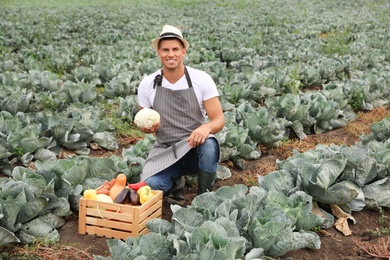 Photo of Farmer working in cabbage field. Harvesting time