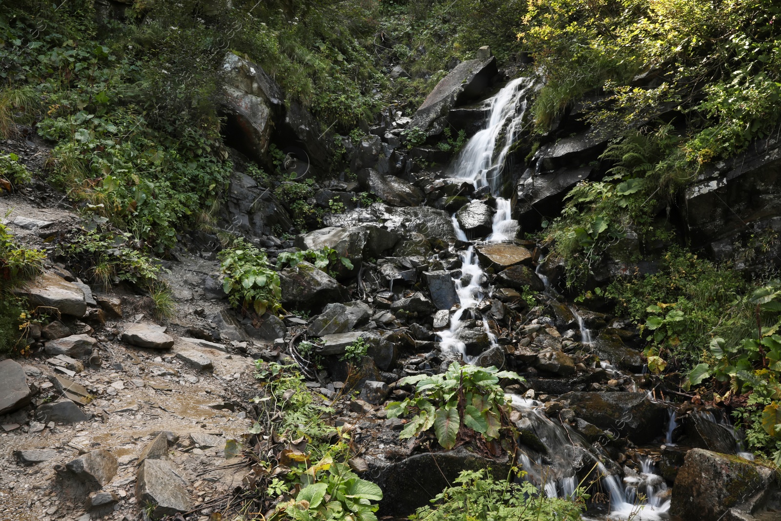 Photo of Picturesque view of small mountain stream and green plants