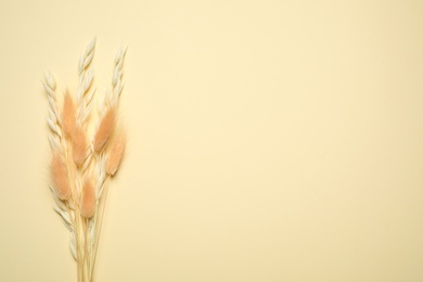 Photo of Bouquet of dried flowers on beige background, flat lay. Space for text