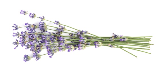 Beautiful lavender flowers on white background, top view