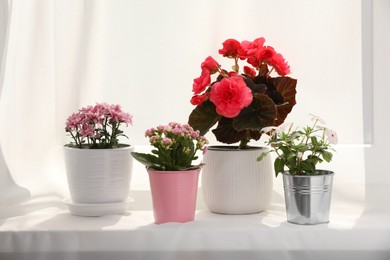 Photo of Different beautiful flowers in pots on windowsill