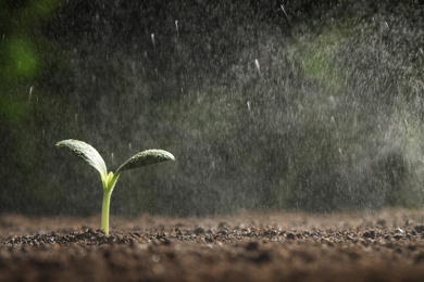 Photo of Sprinkling water on green seedling in soil, closeup. Space for text