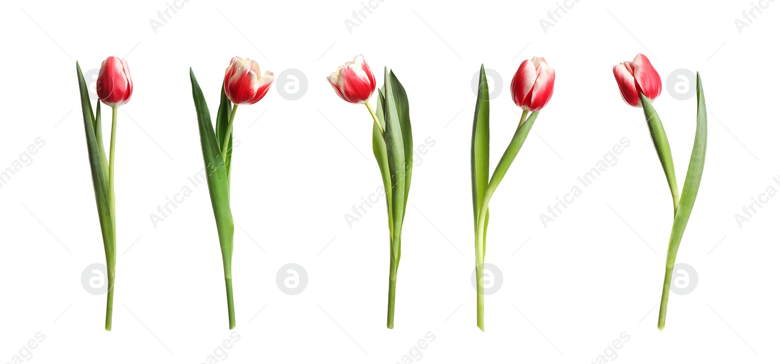 Image of Set of beautiful spring tulips on white background. Banner design 