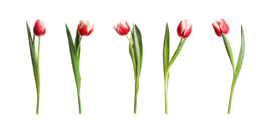 Image of Set of beautiful spring tulips on white background. Banner design 