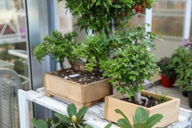 Wooden crates with small trees on table in garden center