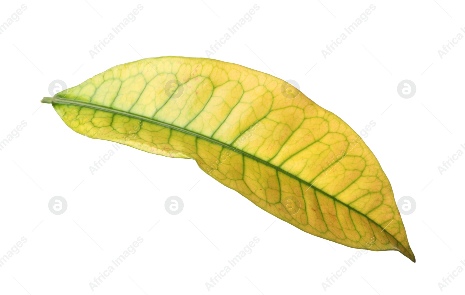 Photo of Leaf of tropical codiaeum plant on white background