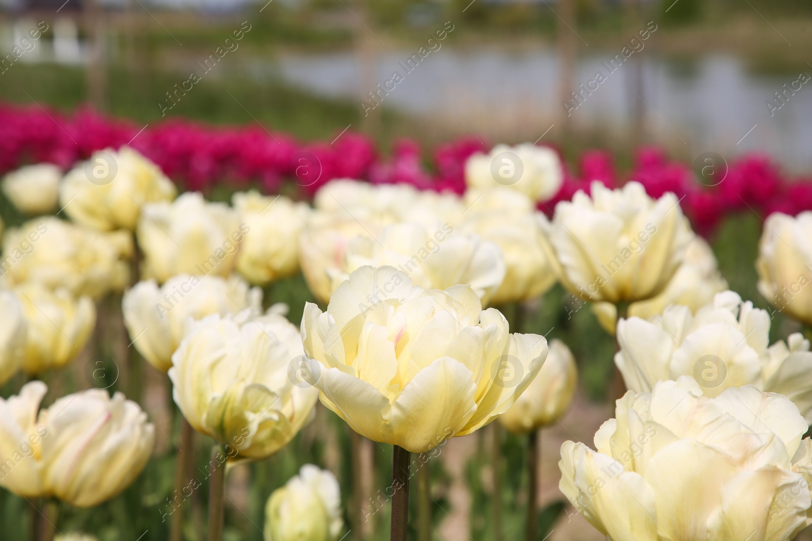 Photo of Beautiful tulip flowers growing in field, closeup