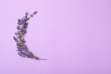 Photo of Beautiful lavender flowers on violet background, flat lay. Space for text