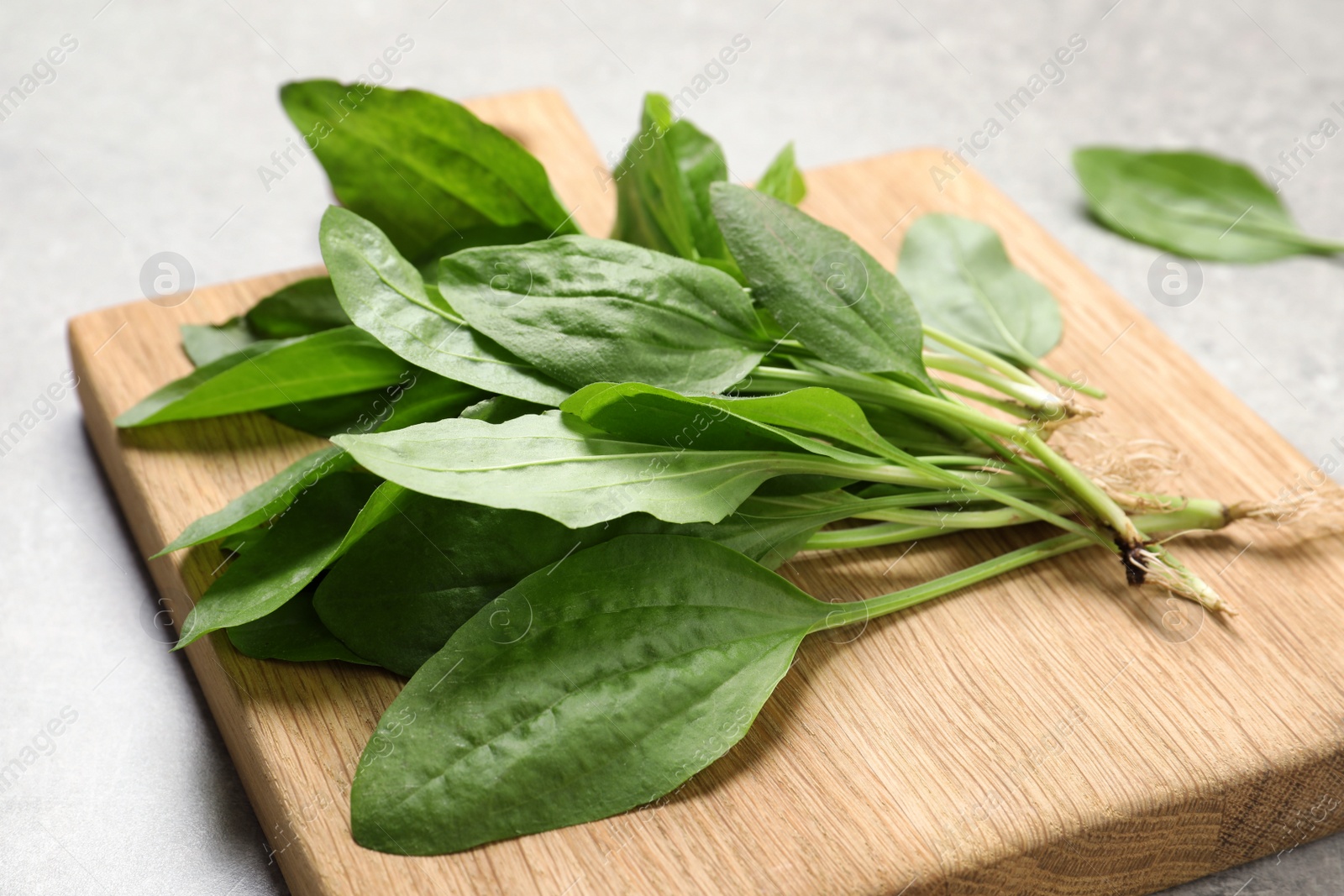 Photo of Broadleaf plantain leaves on light grey table, closeup