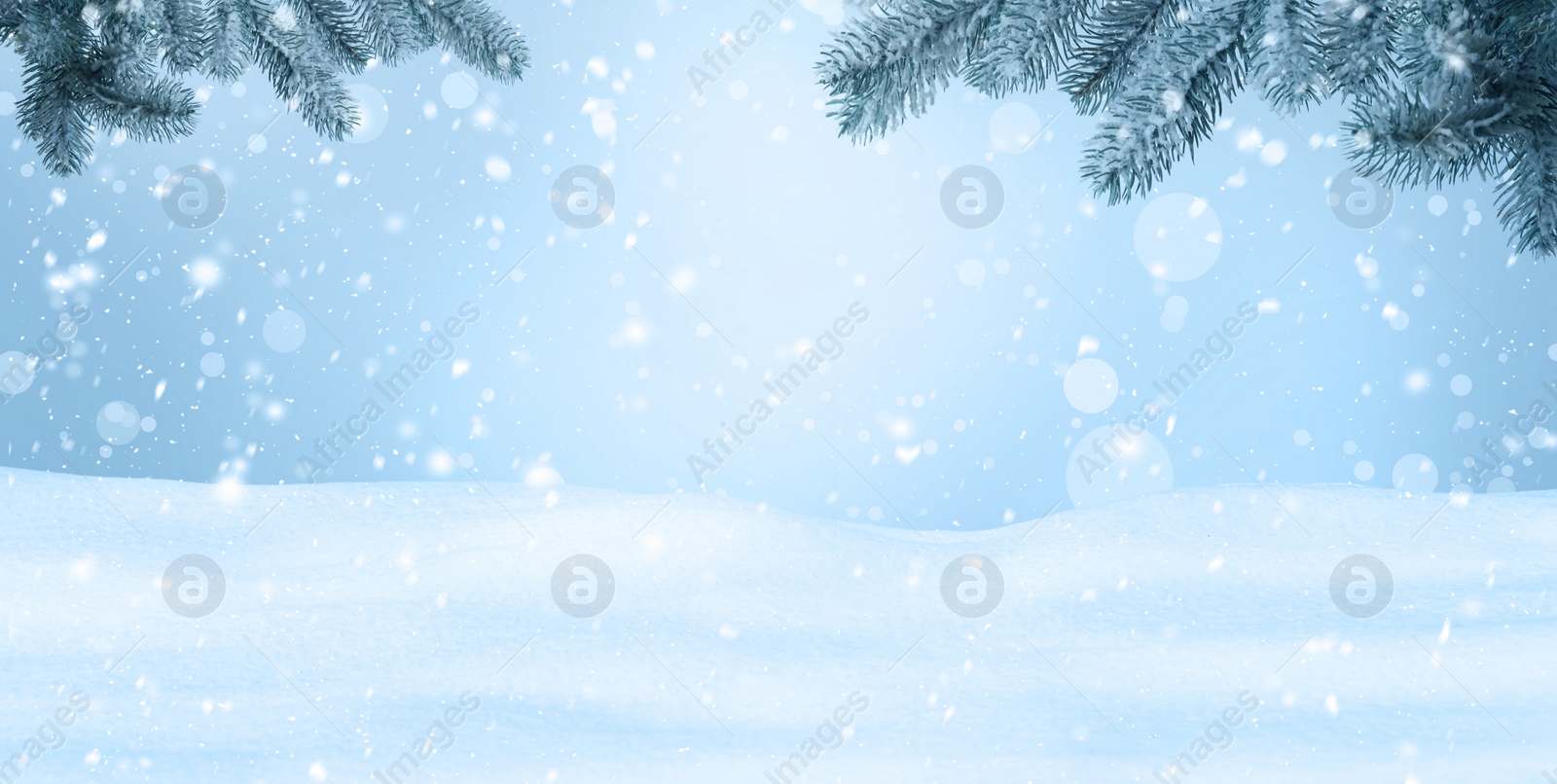 Image of Winter card design. Beautiful fluffy snow and fir tree outdoors