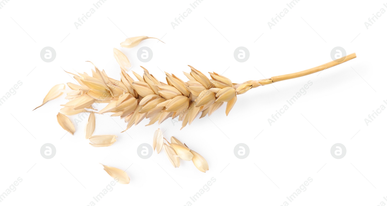 Photo of One dried wheat spike on white background