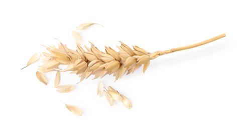 Photo of One dried wheat spike on white background