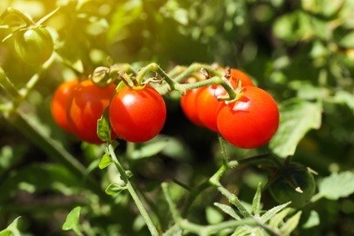 Photo of Tasty ripe tomatoes on bush outdoors, closeup