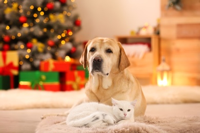 Adorable dog and cat together at room decorated for Christmas. Cute pets