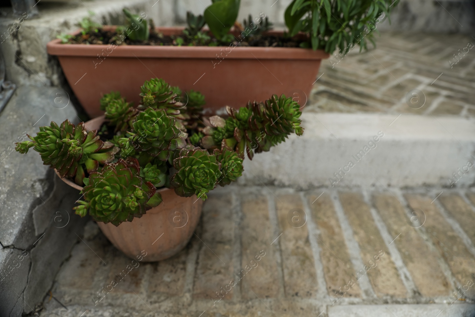 Photo of Beautiful potted succulent plant on stairs outdoors