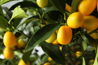 Photo of Kumquat tree with ripening fruits outdoors, closeup