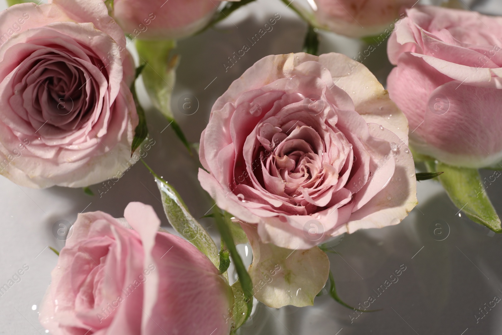 Photo of Beautiful roses in water on white background, closeup