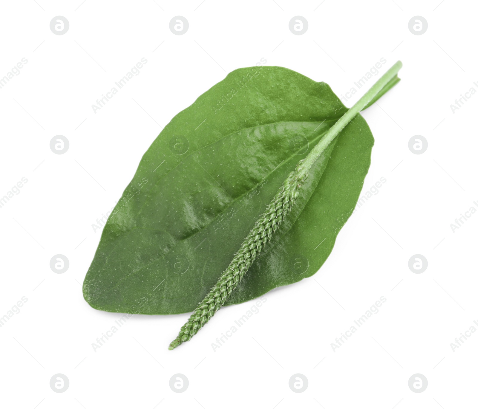 Photo of Green broadleaf plantain leaf and seeds on white background