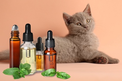 Aromatherapy for animals. Essential oils and cute cat on pale orange background