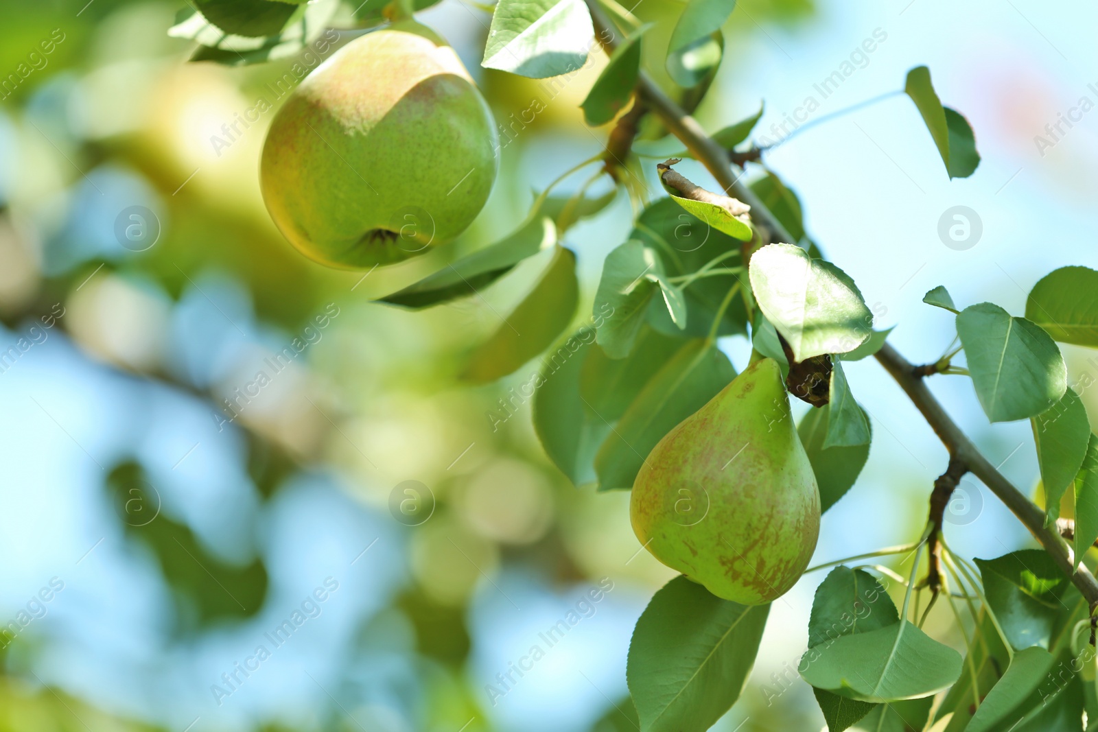 Photo of Branch of tree with pears and foliage in garden