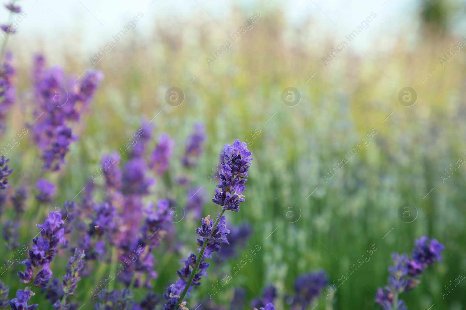 Photo of Beautiful blooming lavender growing in field, closeup. Space for text