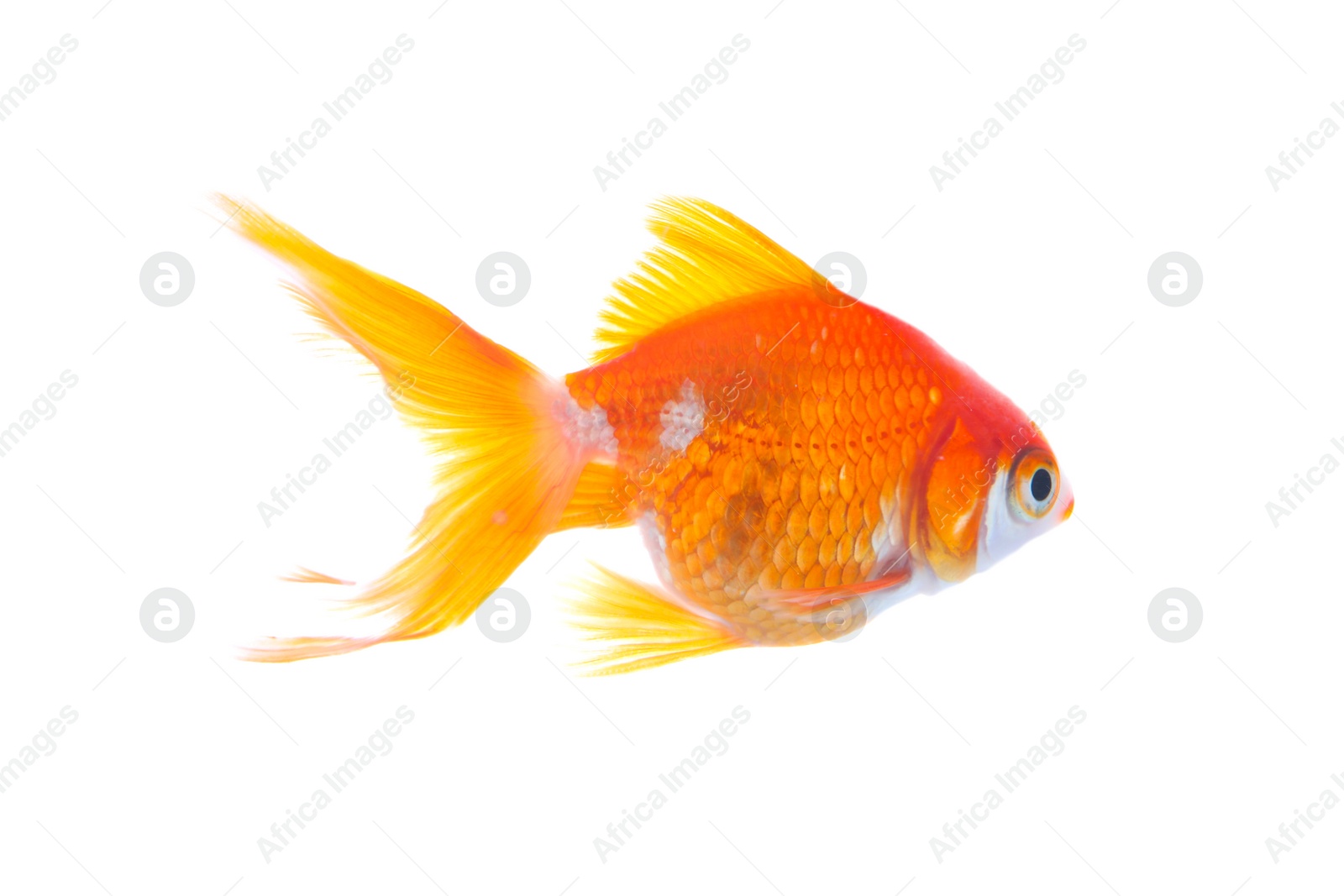 Photo of Beautiful bright small goldfish isolated on white