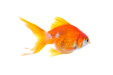 Beautiful bright small goldfish isolated on white