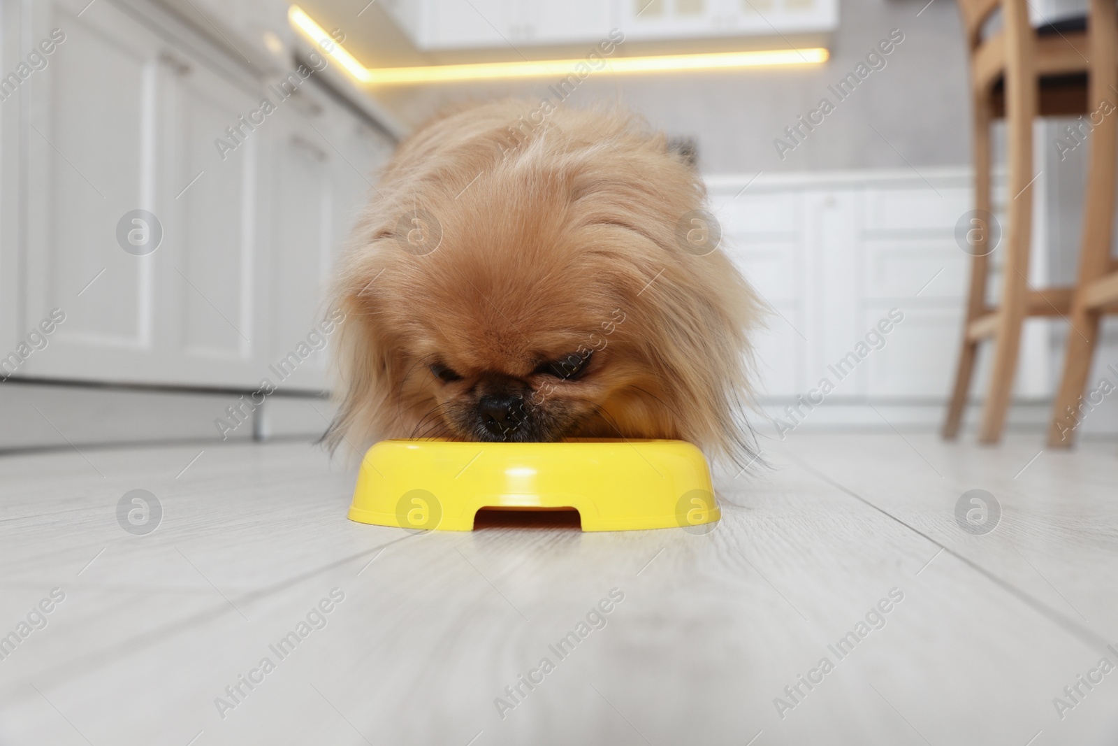 Photo of Cute Pekingese dog eating from pet bowl in kitchen