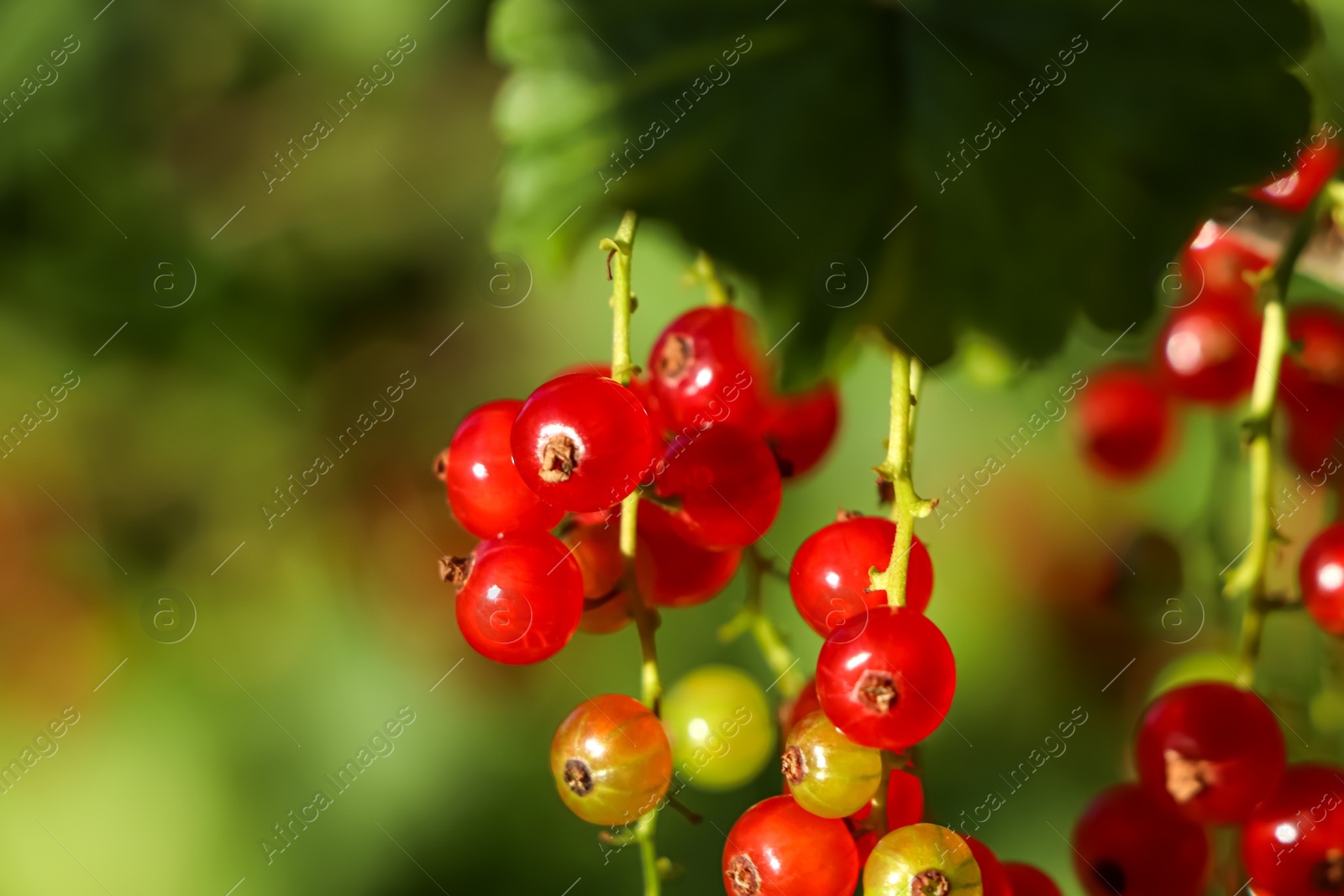 Photo of Closeup view of red currant bush with ripening berries outdoors on sunny day