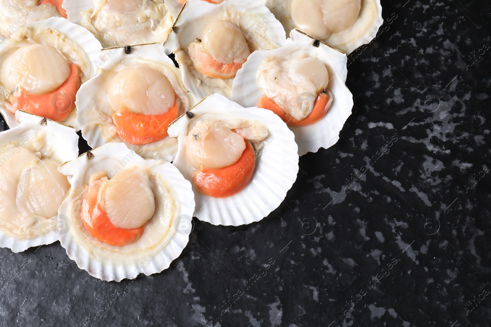 Photo of Fresh raw scallops with shells on black textured table, flat lay. Space for text