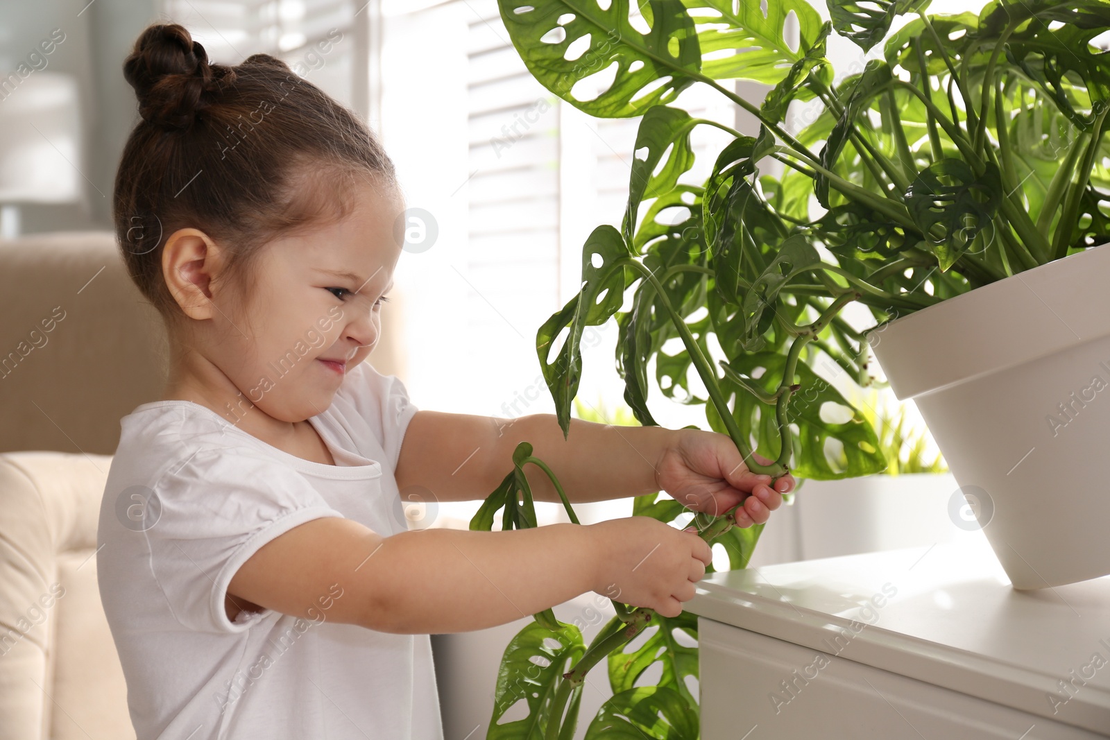 Photo of Little girl playing with houseplant at home