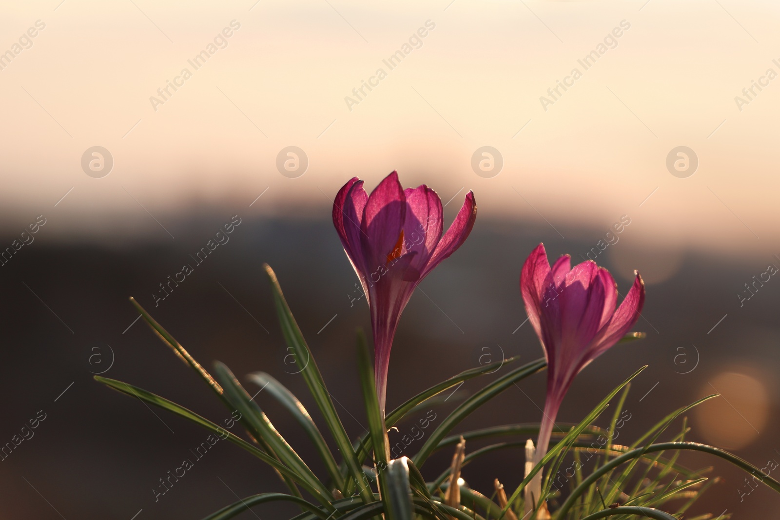 Photo of Fresh purple crocus flowers growing in spring morning