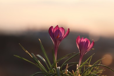 Fresh purple crocus flowers growing in spring morning