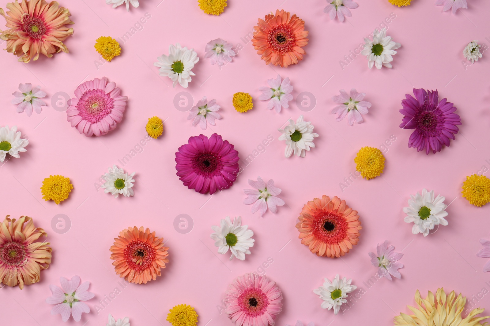 Photo of Flat lay composition with different beautiful flowers on pale pink background