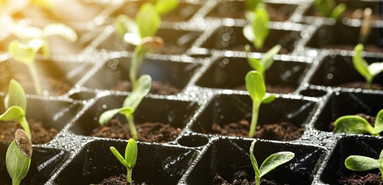 Image of Young seedlings growing in plastic tray with soil, closeup. Banner design