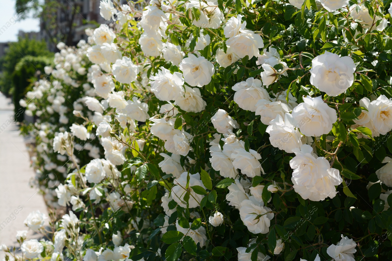 Photo of Beautiful blooming rose bush outdoors on sunny day