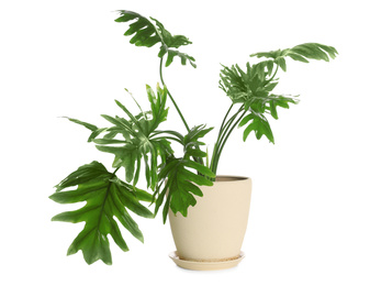 Photo of Pot with Philodendron selloum plant isolated on white. Home decor