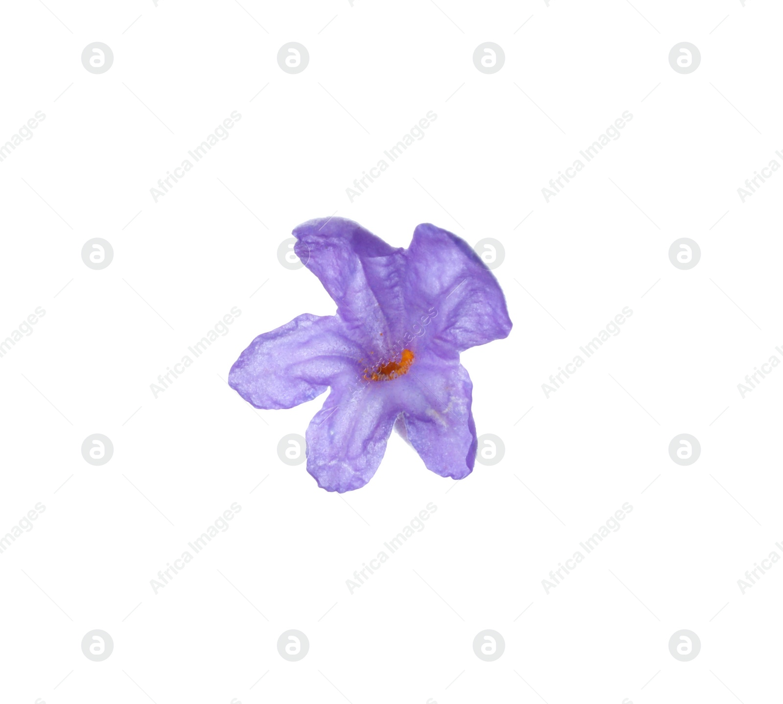 Photo of Beautiful aromatic lavender flower isolated on white