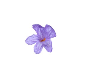 Beautiful aromatic lavender flower isolated on white