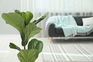 Photo of Fiddle Fig or Ficus Lyrata plant with green leaves at home, closeup. Space for text