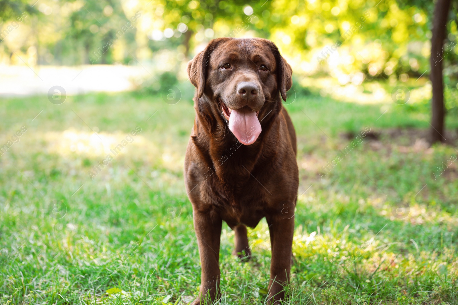 Photo of Cute Chocolate Labrador Retriever in green summer park