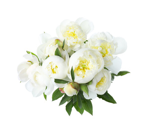 Photo of Beautiful blooming peony flowers isolated on white