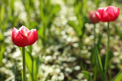 Beautiful bright tulips growing outdoors on sunny day, closeup