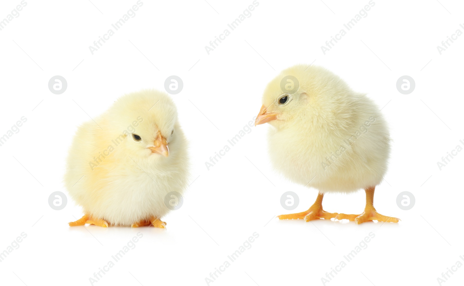 Photo of Cute fluffy baby chickens on white background. Farm animals